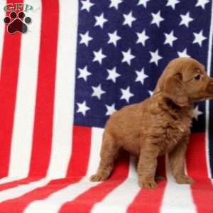 Perchinie, Mini Goldendoodle Puppy